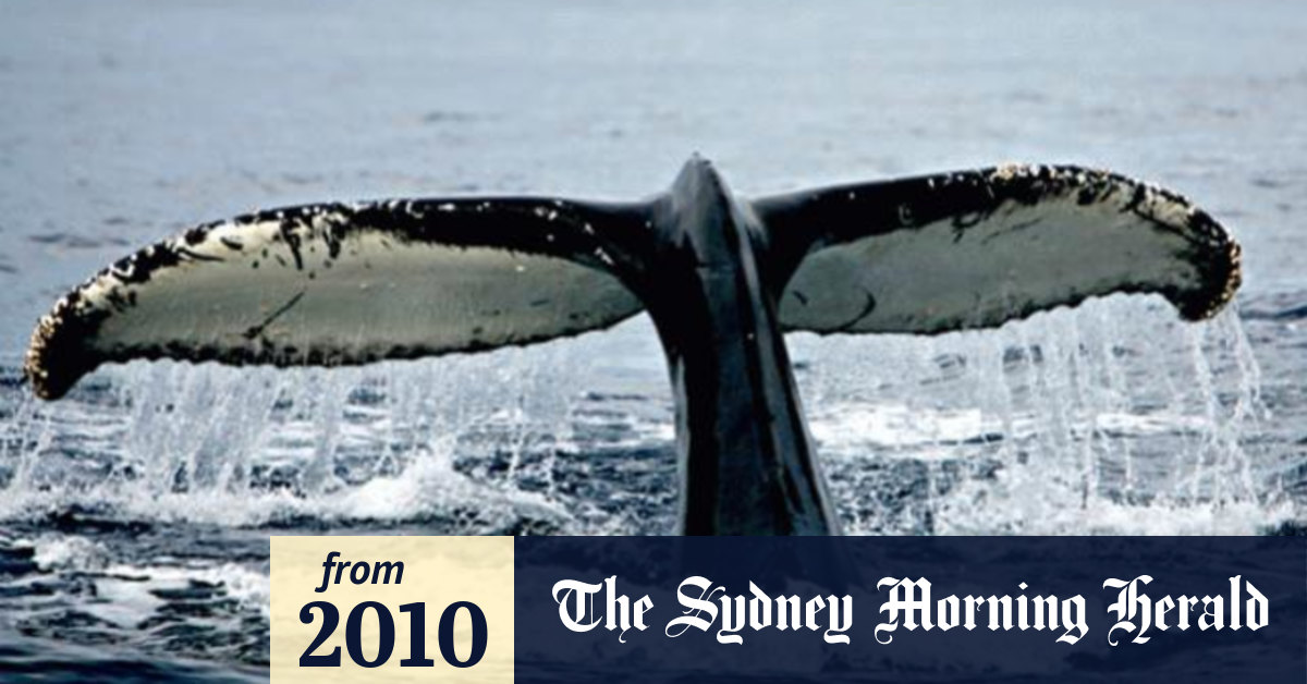 Video Can whaling be stopped?